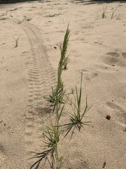 Eragrostis japonica