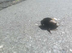 Bombus