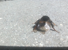 Bombus