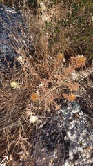 Carlina corymbosa