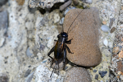 Melanogryllus desertus
