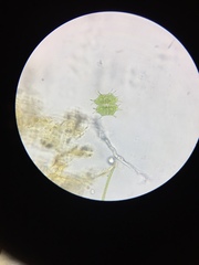 Xanthidium antilopaeum