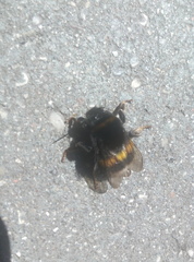 Bombus
