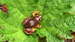 Eupsophus emiliopugini