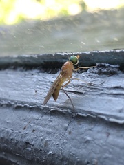 Ptecticus trivittatus