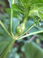 Asphondylia eupatorii