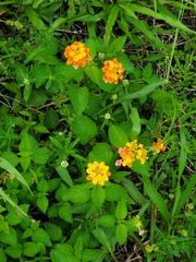 Lantana camara image
