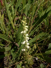 Spiranthes casei