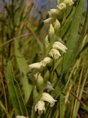 Spiranthes casei