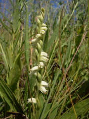 Spiranthes casei