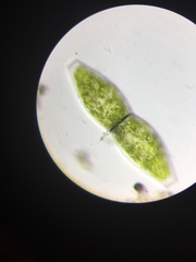 Pleurotaenium ovatum