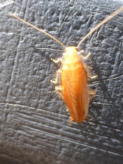 Chorisoneura texensis