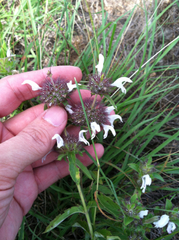 Monarda clinopodioides