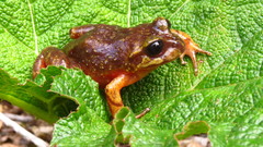 Eupsophus emiliopugini