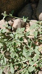 Heliotropium supinum