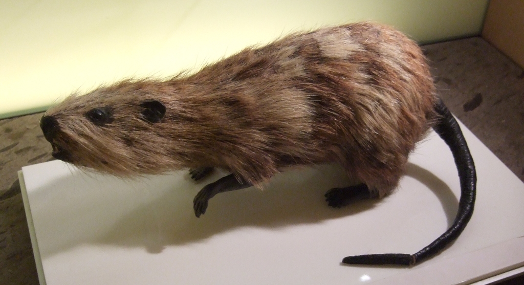 Tenerife Giant Rat