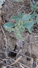 Heliotropium supinum