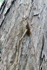 Pachyrhamma acanthocerum