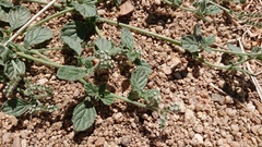 Heliotropium supinum