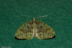 Austrocidaria callichlora