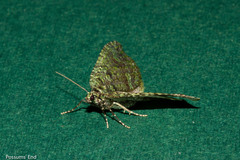 Austrocidaria callichlora