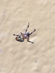 Araneae