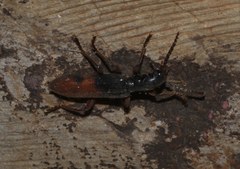 Cymatodera hopei