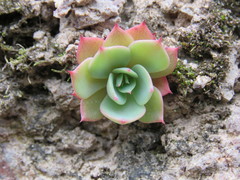 Echeveria secunda