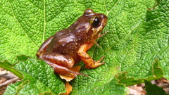 Eupsophus emiliopugini