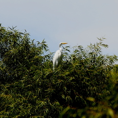 Ardea alba