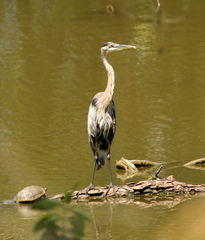 Ardea herodias