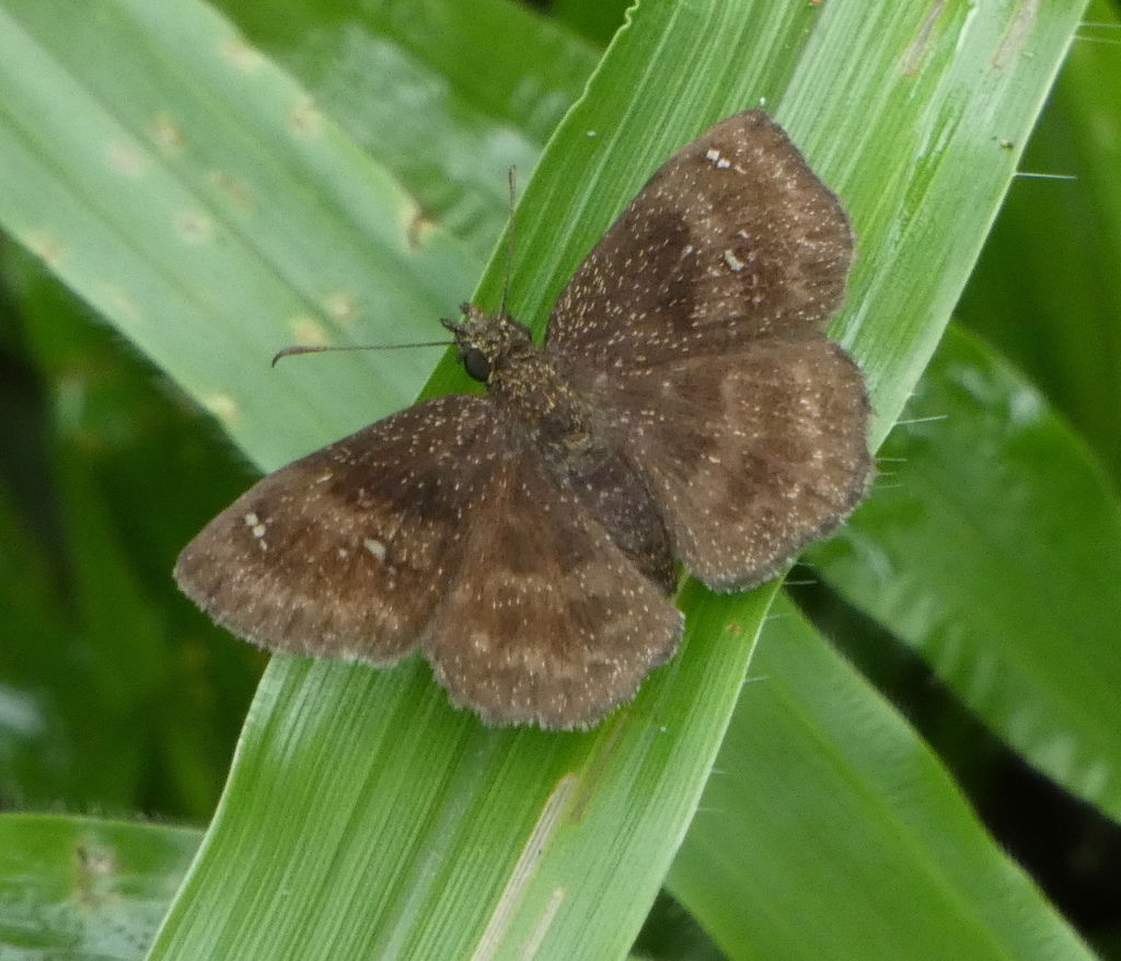 Staphylus perna