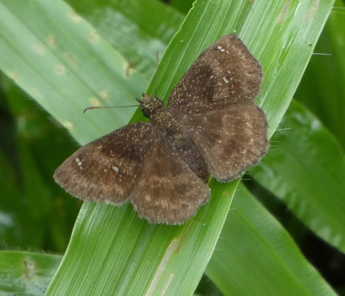 Staphylus perna