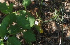 Petrorhagia prolifera