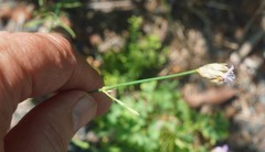 Petrorhagia prolifera