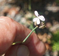 Petrorhagia prolifera