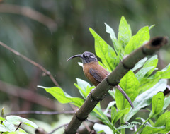 Pomatorhinus superciliaris