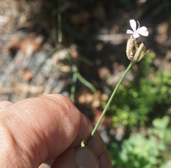 Petrorhagia prolifera
