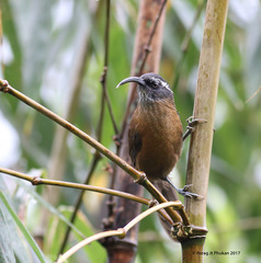 Pomatorhinus superciliaris