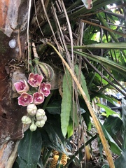 Lycomormium ecuadorense