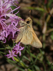 Hesperia assiniboia