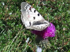 Parnassius phoebus