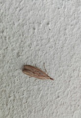 Ematheudes punctella