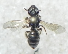 Halictus confusus