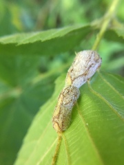 Neolasioptera farinosa