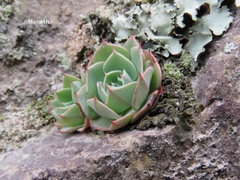 Echeveria secunda