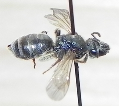 Halictus confusus