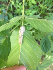 Neolasioptera farinosa