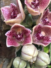 Lycomormium ecuadorense