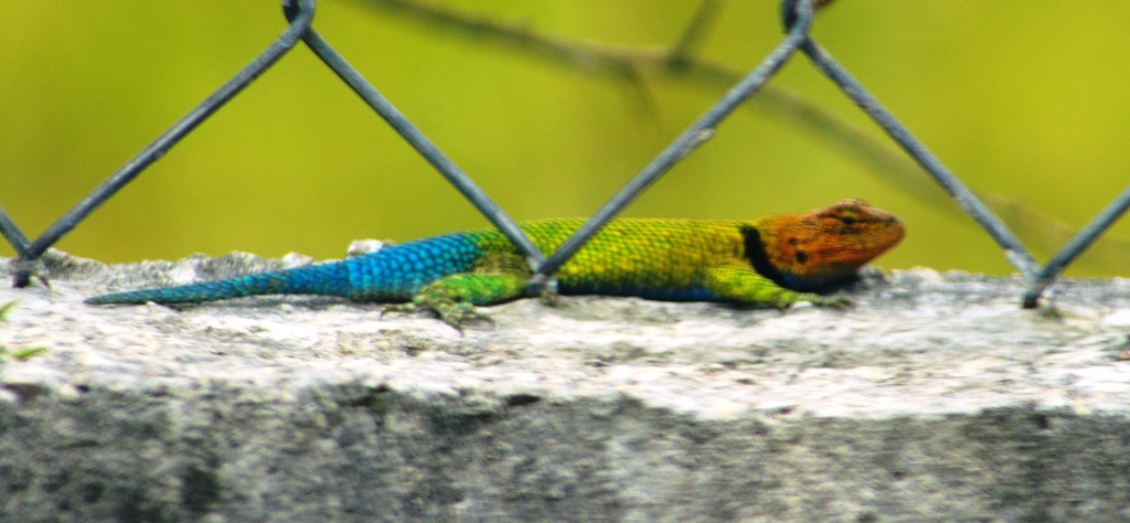 Guatemalan Emerald Spiny Lizard